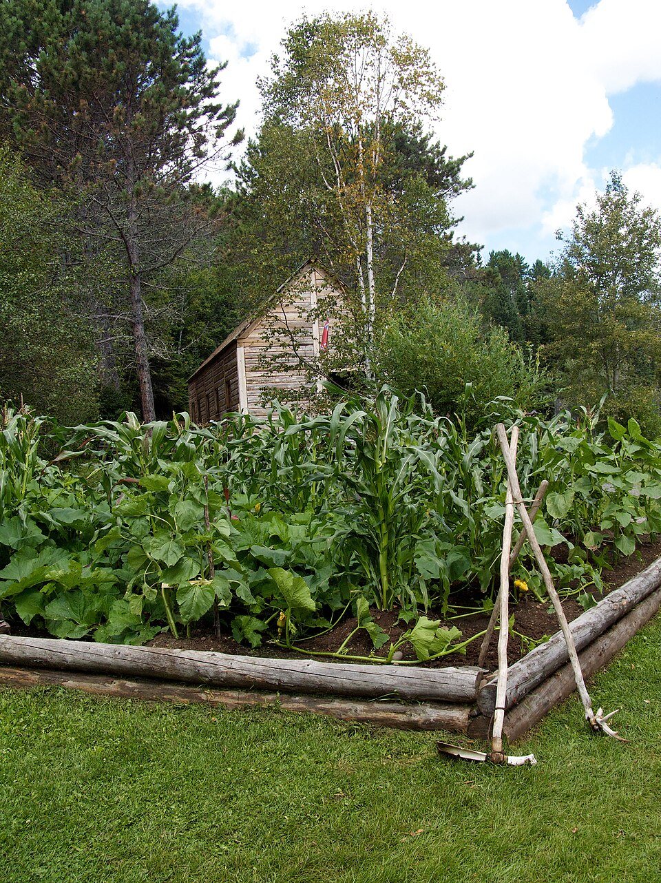 Garden of corn, beans and squash growing together in a log-edged bed